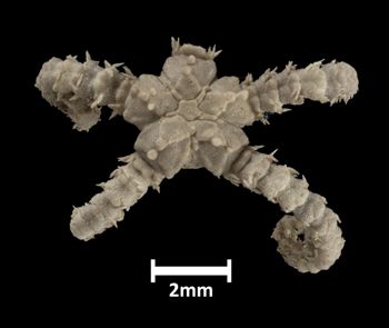 Media type: image;   Invertebrate Zoology OPH-265 Description: Top down view of single ophiuroid specimen with a scale bar.;  Aspect: dorsal